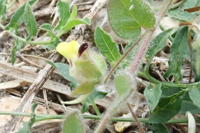 <i>Kickxia spuria</i>