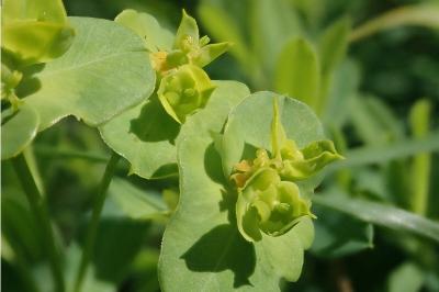 <i>Euphorbia esula</i>