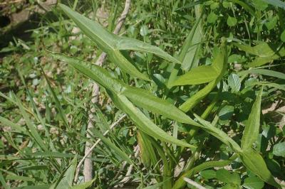 <i>Sagittaria sagittifolia</i>