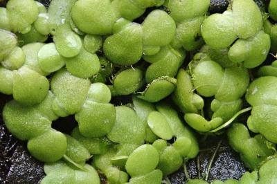<i>Lemna gibba</i>