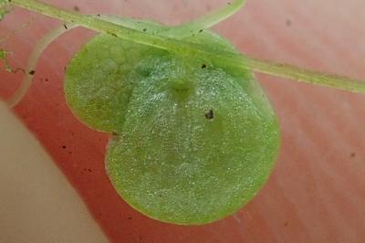 <i>Lemna gibba</i>