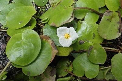 <i>Hydrocharis morsus-ranae</i>