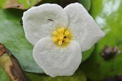 <i>Hydrocharis morsus-ranae</i>