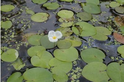 <i>Hydrocharis morsus-ranae</i>