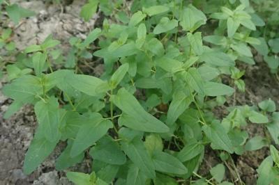 <i>Scutellaria hastifolia</i>