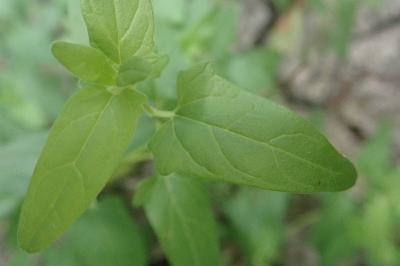 <i>Scutellaria hastifolia</i>
