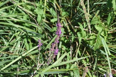 <i>Lythrum salicaria</i>
