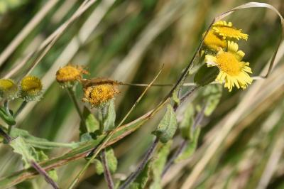 <i>Pulicaria dysenterica</i>