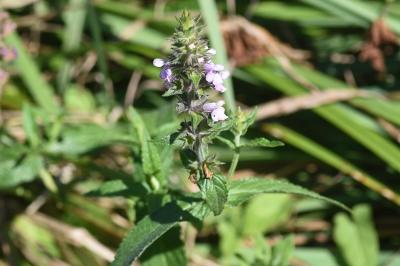 <i>Stachys palustris</i>
