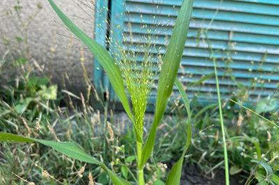 <i>Panicum capillare</i>