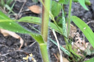 <i>Panicum capillare</i>