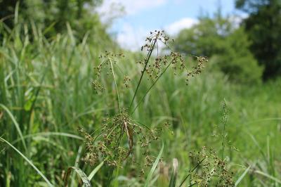 <i>Scirpus sylvaticus</i>