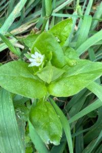 <i>Stellaria media</i>