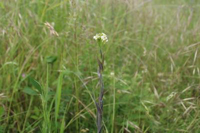 <i>Turritis glabra</i>