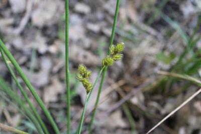 <i>Carex leporina</i>