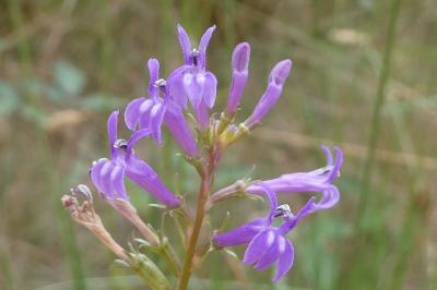 <i>Lobelia urens</i>