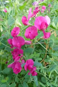 <i>Lathyrus tuberosus</i>