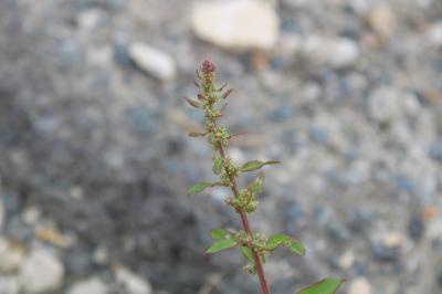 <i>Lipandra polysperma</i>