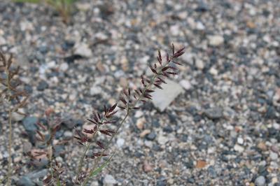 <i>Eragrostis minor</i>