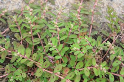 <i>Euphorbia maculata</i>