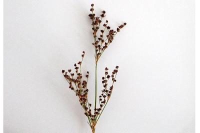 <i>Juncus anceps</i>