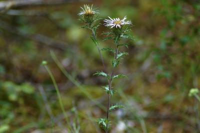 <i>Carlina vulgaris</i>