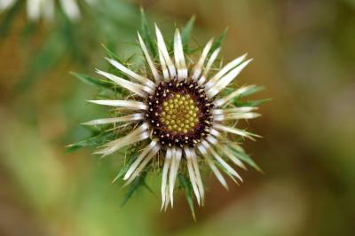 <i>Carlina vulgaris</i>