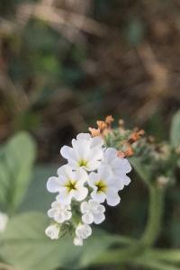 <i>Heliotropium europaeum</i>