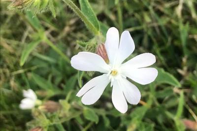 <i>Silene latifolia</i>