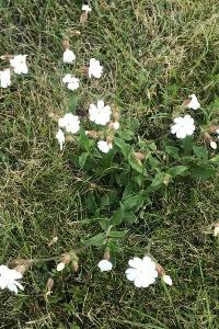 <i>Silene latifolia</i>