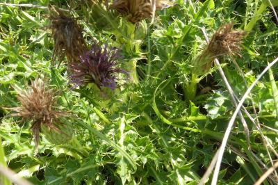<i>Cirsium acaulon</i>