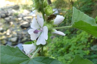 <i>Althaea officinalis</i>