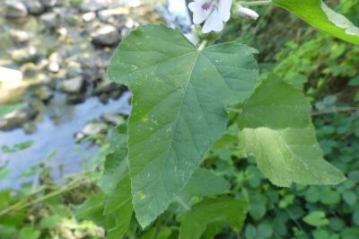 <i>Althaea officinalis</i>