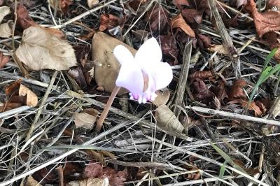 <i>Cyclamen hederifolium</i>