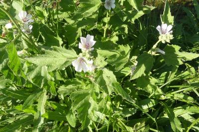 <i>Althaea officinalis</i>