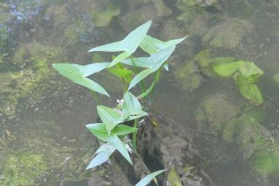 <i>Sagittaria latifolia</i>