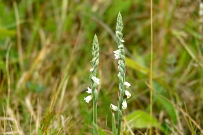 <i>Spiranthes spiralis</i>