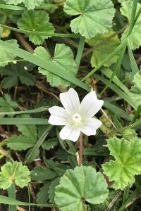 <i>Malva neglecta</i>