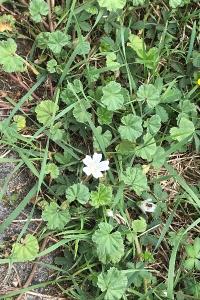 <i>Malva neglecta</i>