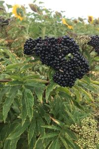 <i>Sambucus ebulus</i>