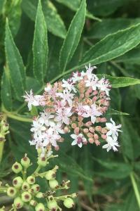<i>Sambucus ebulus</i>