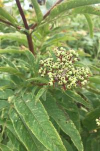 <i>Sambucus ebulus</i>
