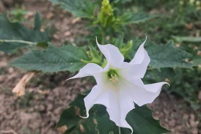 <i>Datura stramonium</i>