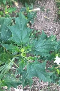 <i>Datura stramonium</i>
