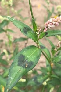 <i>Persicaria lapathifolia</i>