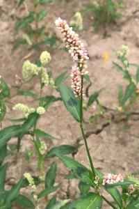 <i>Persicaria lapathifolia</i>
