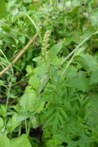 <i>Ambrosia artemisiifolia</i>