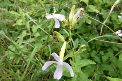 <i>Saponaria officinalis</i>