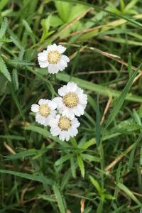<i>Achillea ptarmica</i>