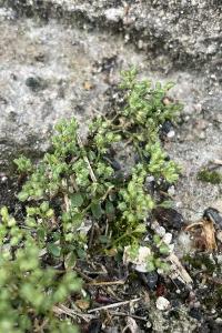 <i>Polycarpon tetraphyllum</i>